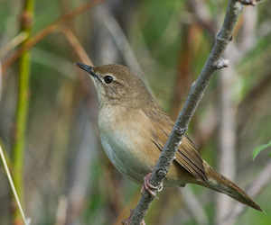 Шивэр цоохондой